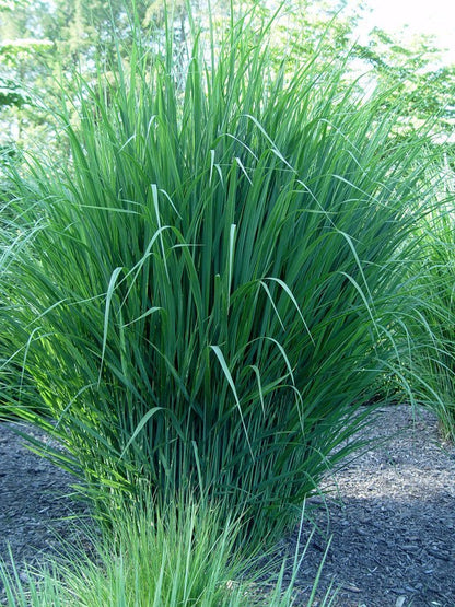 Switchgrass-Clump-Forming, Warm-Season Grass, That Stands Up To a Variety of Harsh Conditions, Adds Both Texture and Color To a Garden