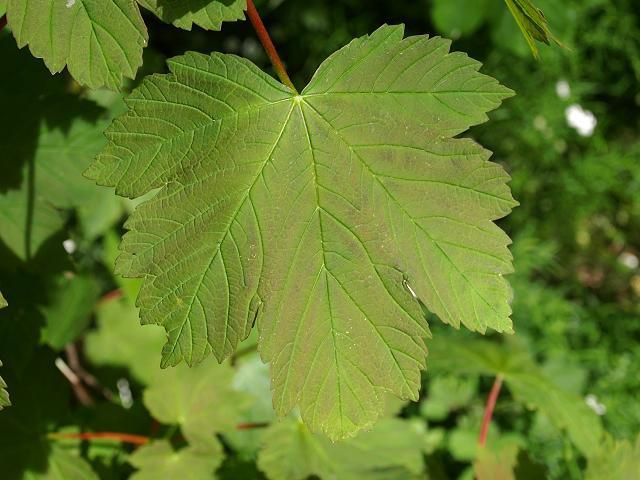 Sycamore Tree- Gorgeous Large Shade Tree That Are Great For Large Landscapes