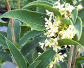 Fragrant Tea Olive- Sweet Intoxicating Fragrance with Flowers Blooming Almost Round The Year.
