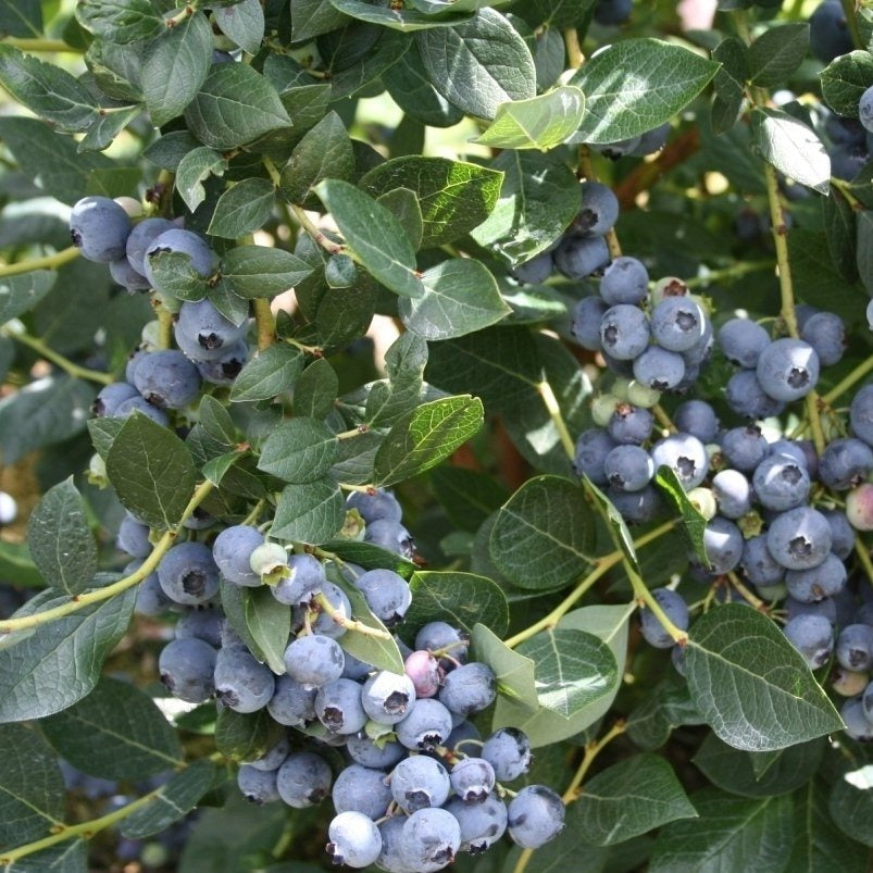 Alapaha Rabbiteye Blueberry Bush, Medium Size Fruit, Dark Blue Color, Firmness and Good Yields