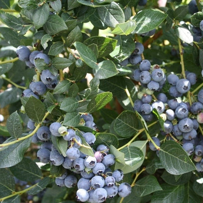 Alapaha Rabbiteye Blueberry Bush, Medium Size Fruit, Dark Blue Color, Firmness and Good Yields