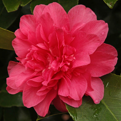 Touchdown Camellia-Deep-Rose Pink Blooms
