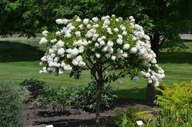 (Tree Form ) Althea Diana (Rose of Sharon)