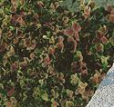 (10 Count Flat-4 Inch Pots) Trifolium Repens Atropurpureum&