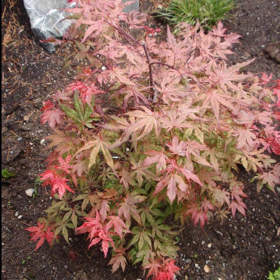 Uncle Ghost Japanese Maple