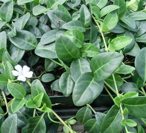 (18 Count Flat/3.5 Inch Pots) Vinca Minor Periwinkle (Ground Cover)