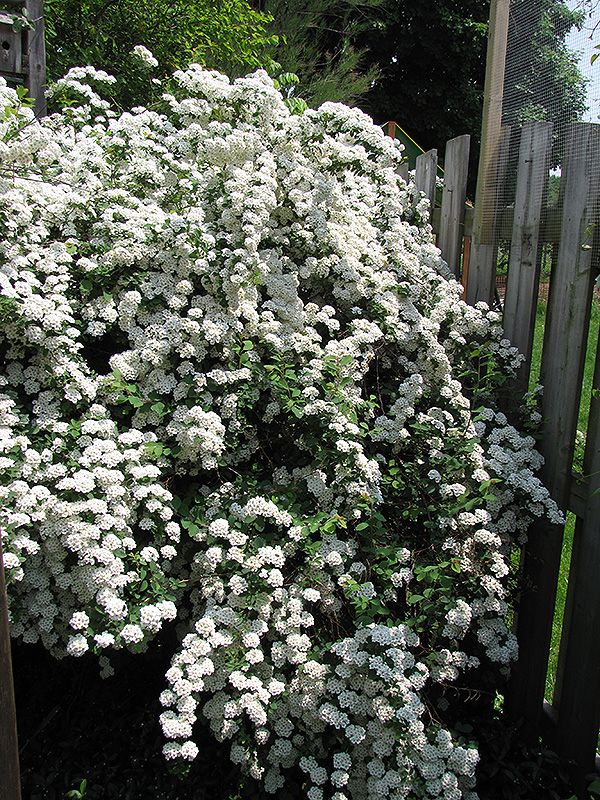 Van Houttei Spirea: Gorgeous Vase-Shaped, with Branching That Arches Gracefully Down
