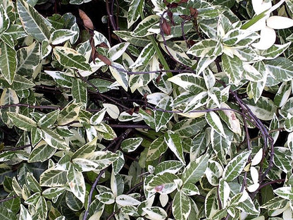 Variegated Confederate Jasmine - Gorgeous Varigated Dark Green and Cream Foliage