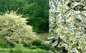 Variegated Privet, Ligustrum Sinense Variegata is a Tall Shrub With Small Leaves That Have a Light-Cream To White Edge.