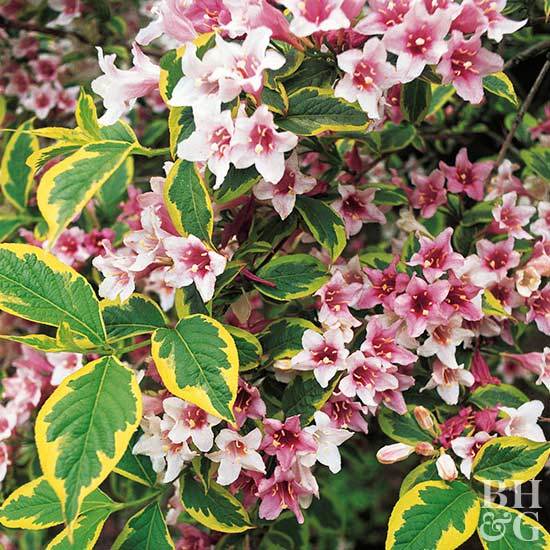 Variegated Weigela