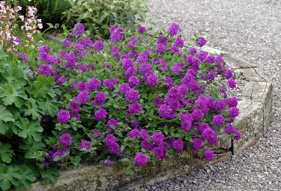 Verbena Canadensis Homestead Purple Verbena is a Showy Perennial Flowering From May Through October with Rich-Purple Blooms.