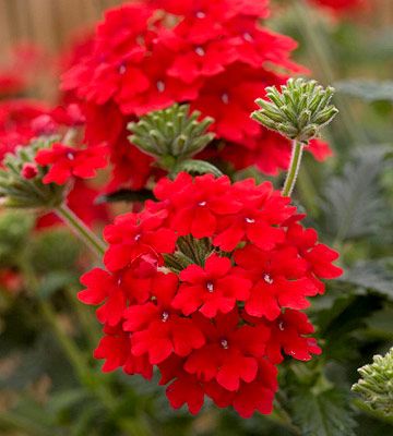 (1 Gallon) Verbena X Homestead Red-Has Bright Red Bloom Clusters That Can Start As Early As March and Continue Until The First Frost.
