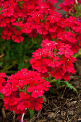 (1 Gallon) Verbena X Homestead Red-Has Bright Red Bloom Clusters That Can Start As Early As March and Continue Until The First Frost.