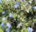 (1 Gallon) Veronica Peduncularis Georgia Blue-This Rich Blue Flowers Have White Eyes and Smother The Lush Backdrop of Deep Green Glossy Foliage.