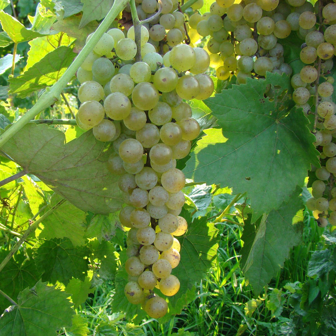 (1 Gallon) Vidal Blanc Grape