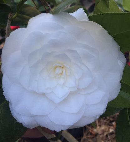 Camellia &