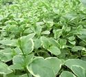 (4 Inch Round Pot/10 Count Flat) Vinca Major Variegata Variegated Big Leaf Periwinkle