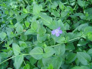 10 Count Flat 4&quot; Pot Vinca Major Large Leaf Perwinkle,Ground Cover, Large-Leafed, Deep Green Foliage, Vining, Fast Spreading, Lilac Flowers In Spring.