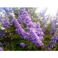 (3 Gallon) Vitex &