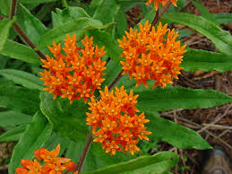 (1 Gallon) Asclepias Tuberosa Butterfly Weed - This Butterfly Weed Has Glowing Orange Flowers That Are Irresistible To Hummingbirds and Butterflies.