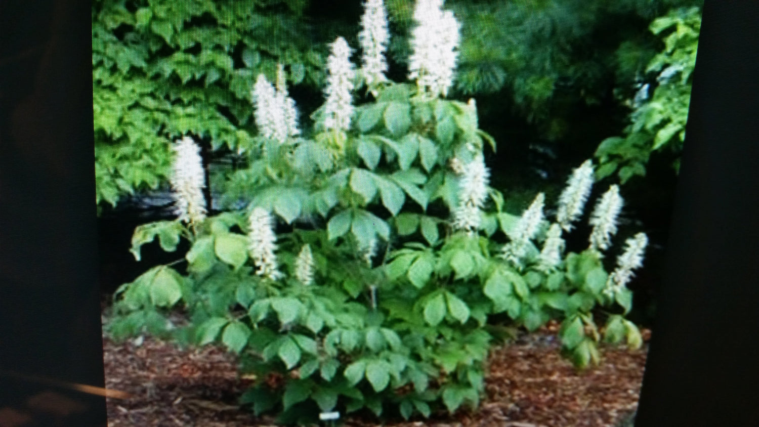 (1 Gallon) White Buckeye- Native Tree-Creamy White To Light Yellow Panicles of Flowers