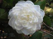 White By The Gate Camellia - Pure, Formal White Blossoms