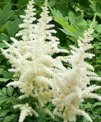 Astilbe Chinensis Visions In White - is a Robust Growing Selection Which Produces Loads of Large, Creamy White, Triangular Plumes In Midsummer.