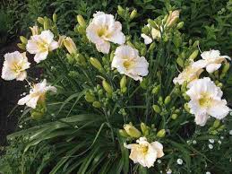 (1 Gallon) Hemerocallis Gentle Shepherd Daylily - The Gentle Shepherd is Pure, White Blooms with Light Green Throats is An Easy-Care Daylily.