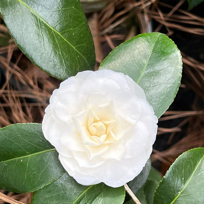 White By The Gate Camellia-Gorgeous Formal White Blossoms