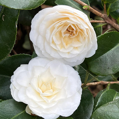 White By The Gate Camellia-Gorgeous Formal White Blossoms