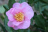 Winters Star Camellia-Large Violet-Pink Blooms