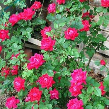 (3 Gallon) Winners Circle Climbing Rose- Amazing Bright Fire Engine Non-Fading Red Blooms