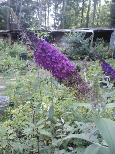 Guinevere Butterfly Bush , Dark Black Purple Fragrant Flowers, a Beauty.