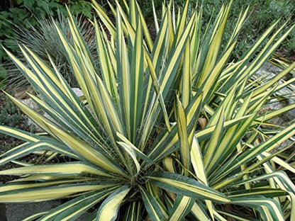 Yucca Color Guard- Slightly Arching, Sword-Shaped, Striped Foliage of Creamy-White Against Dark Green Provides Great Architectural Interest.