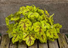 (1 Gallon -Small) Heucherella Yellowstone Falls Pp22313