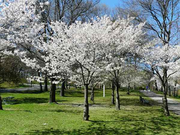 Yoshino Cherry Tree- Standout Tree, Stunning White Blossoms (Cherry Blossom Festivals).